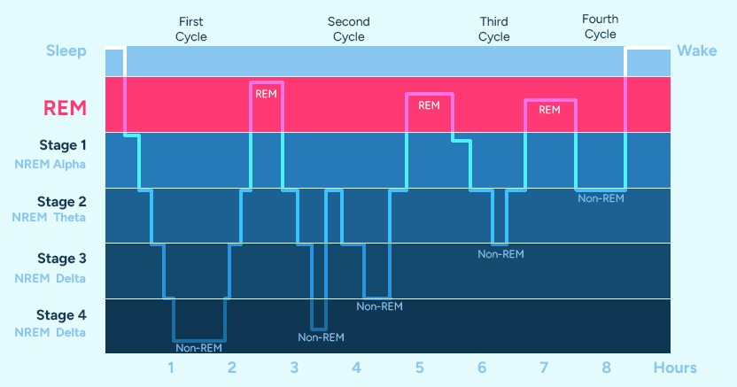 REM sleep cycles